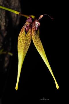 Bulbophyllum biflorum Teijsm. & Binn. resmi