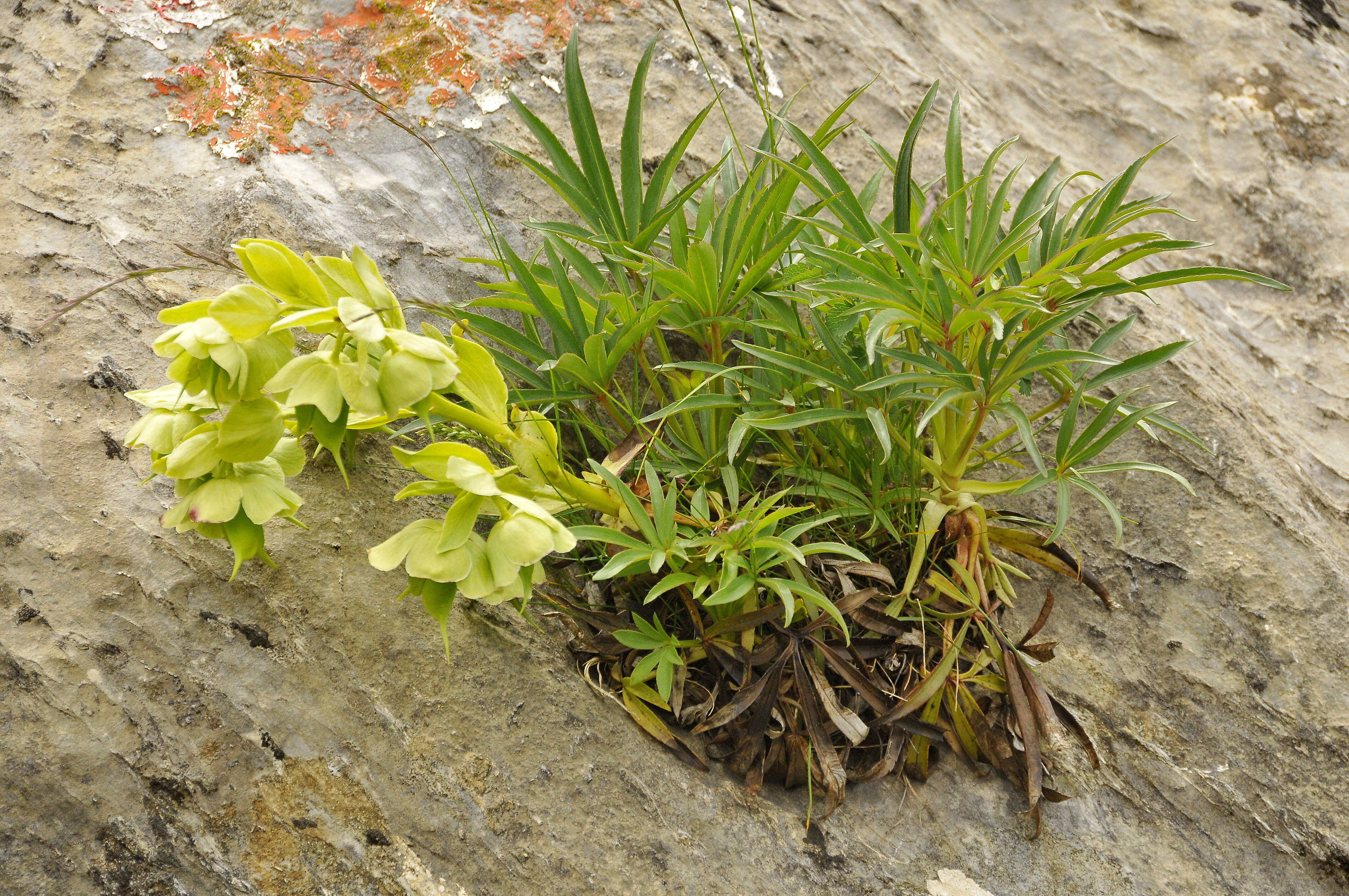 Image of Stinking Hellebore