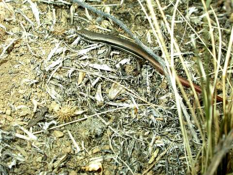 Image of Boulenger's Snake-eyed Skink