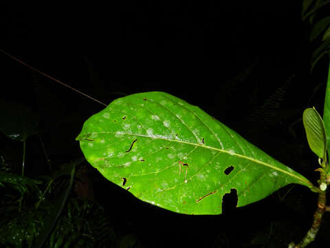 Image of Ocotea rivularis Standley & L. O. Williams