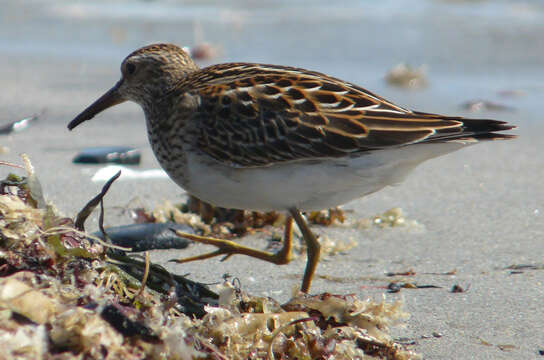 Image of Calidris Merrem 1804