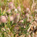 Imagem de Trifolium arvense L.