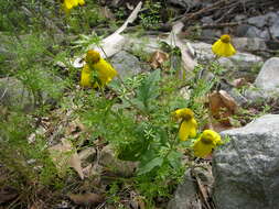 Image of coneflower