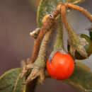 Image of Solanum subumbellatum Vell.