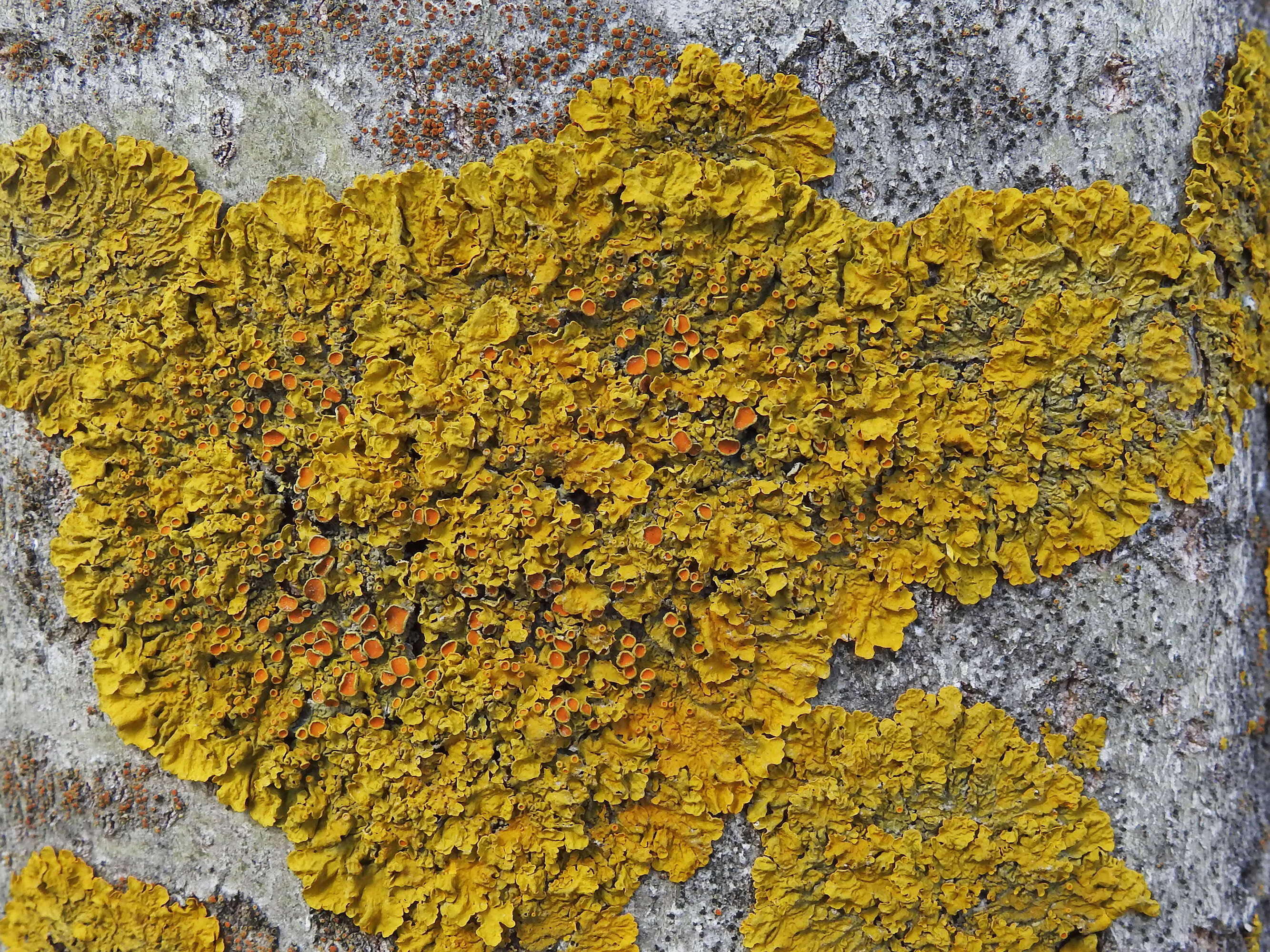 Image of orange wall lichen