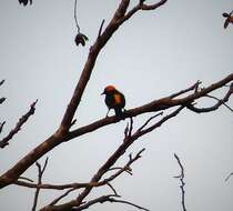 Image de Oriole à tête d'or