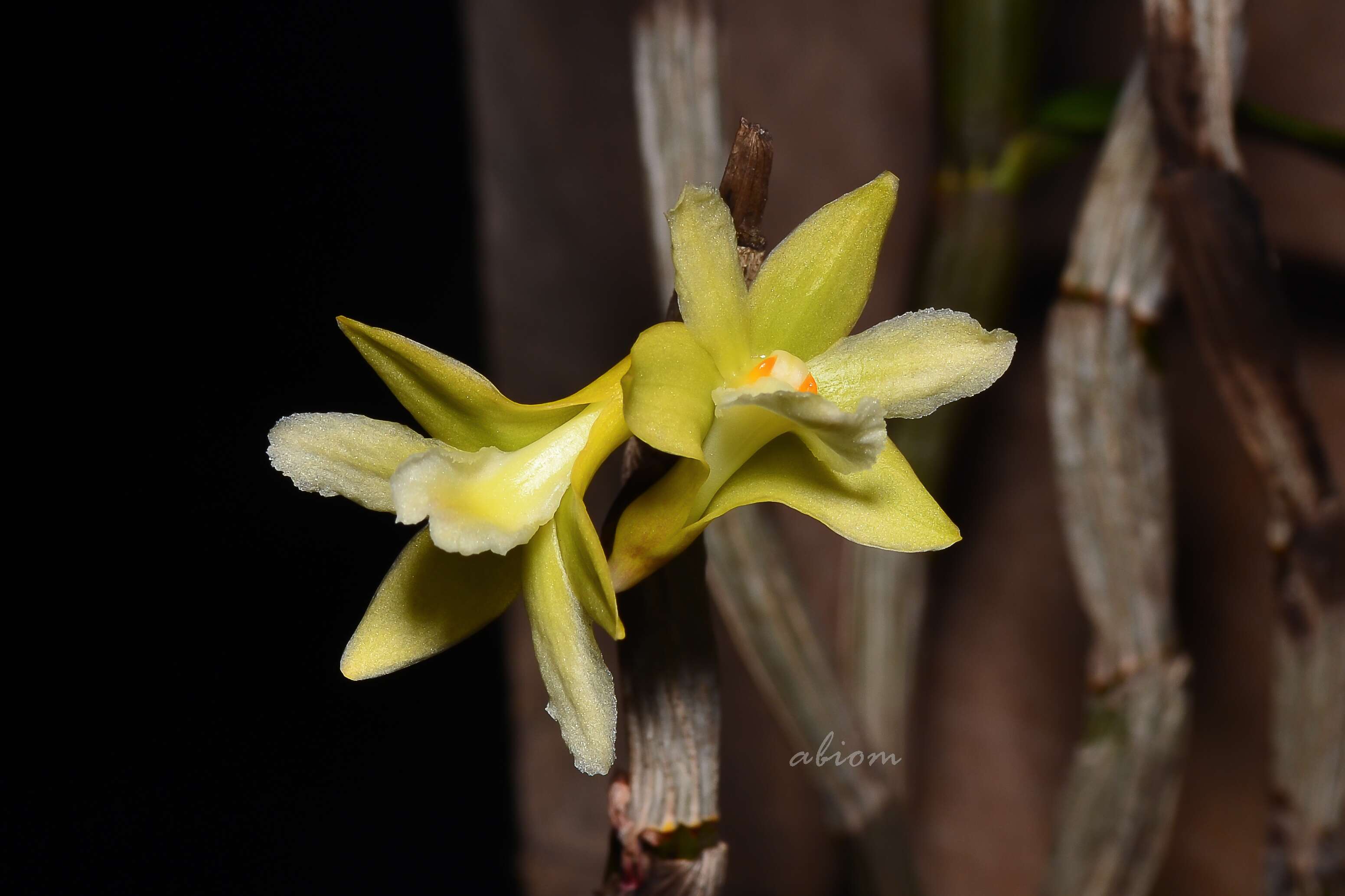 Imagem de Dendrobium derryi Ridl.