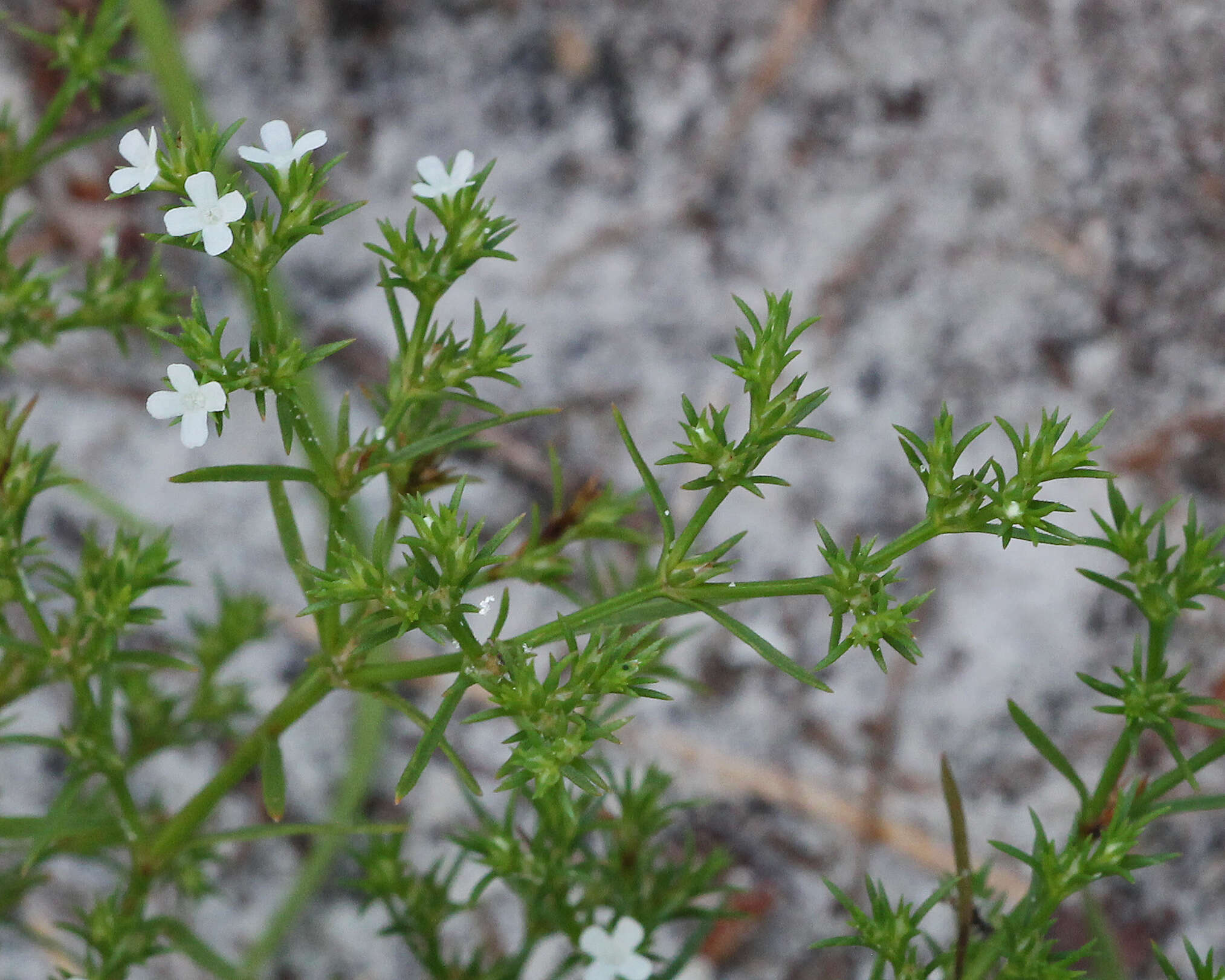 Image of Tetrachondraceae