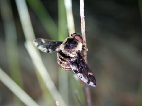 Image of Diptera