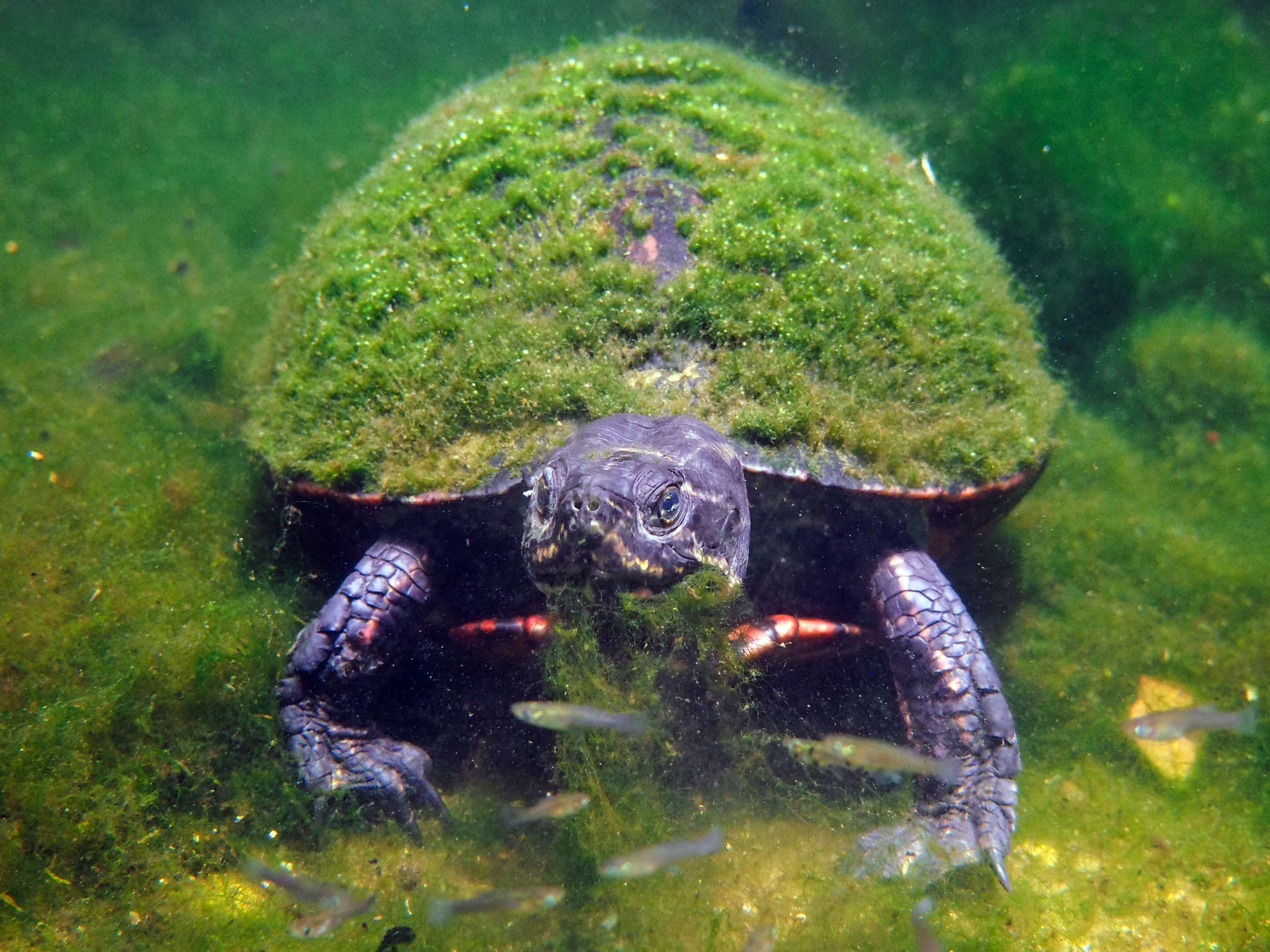 Image of Florida Red-bellied Cooter