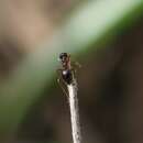 Image of False Honey Ant