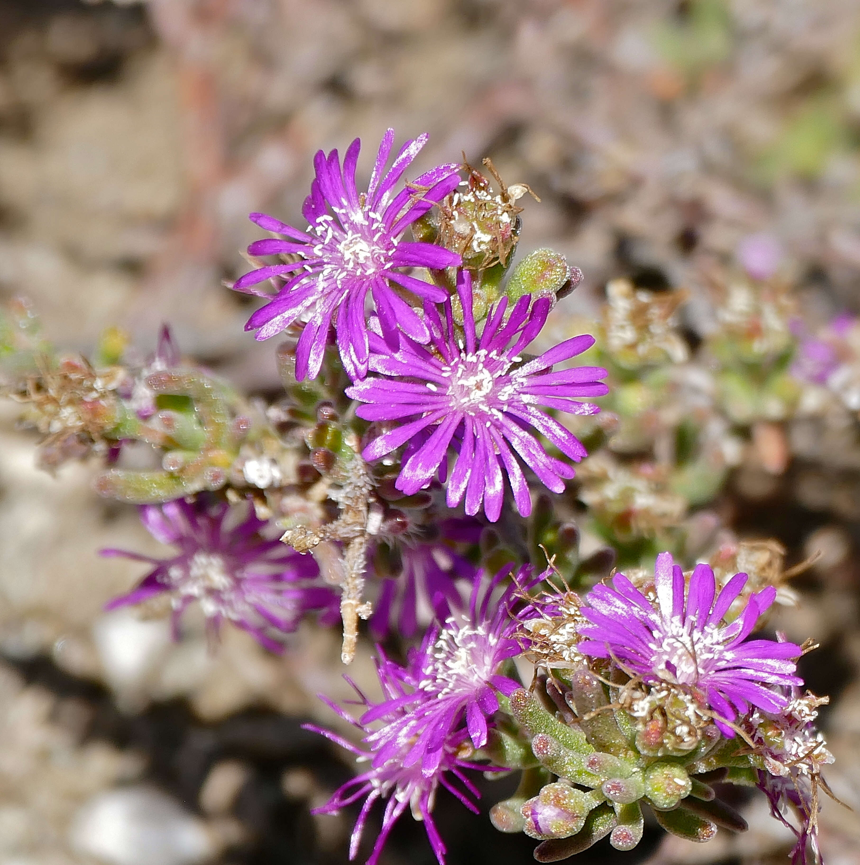 Imagem de Drosanthemum hispidum (L.) Schwant.