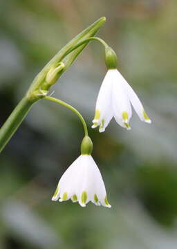 Image of Loddon lily