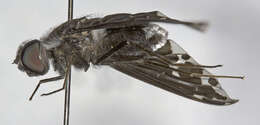 Image of Bee Fly