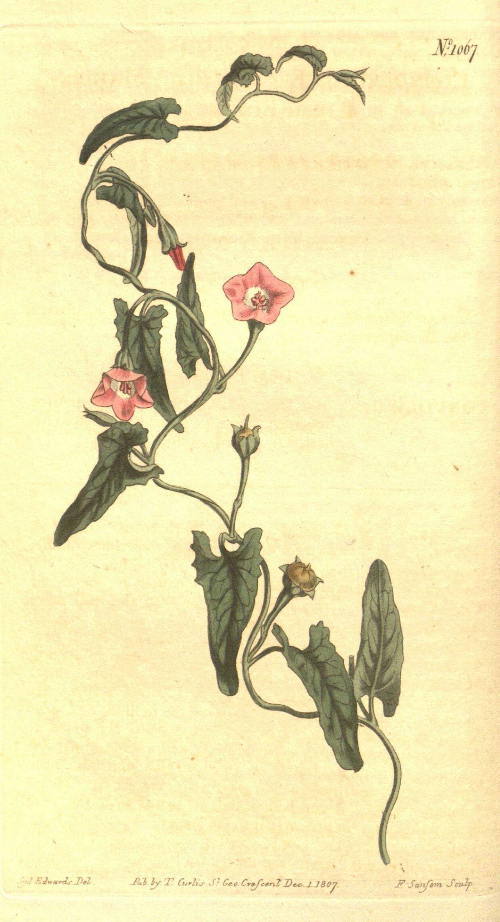 Image of pinkflower bindweed