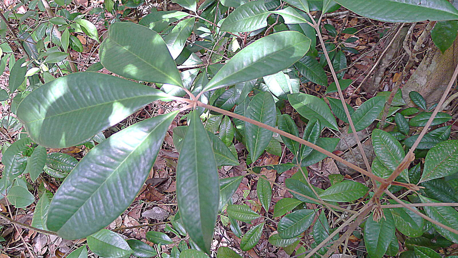 Image of Conchocarpus heterophyllus (A. St.-Hil.) J. A. Kallunki & J. R. Pirani