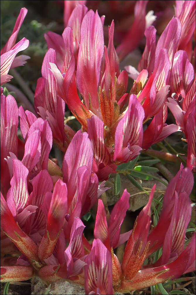 Image of Astragalus monspessulanus subsp. illyricus (Bernh.) Chater