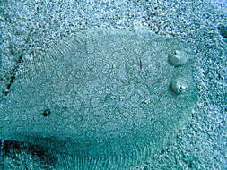 Image of Flounder