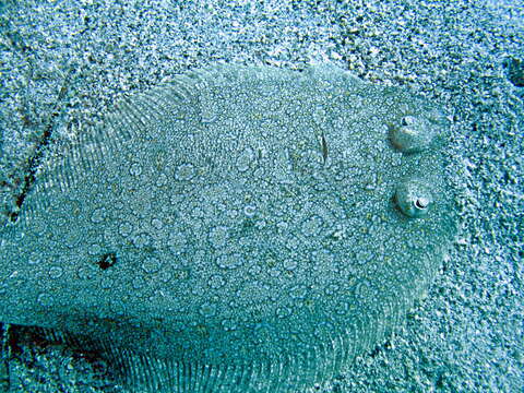 Image of Wide-eyed Flounder