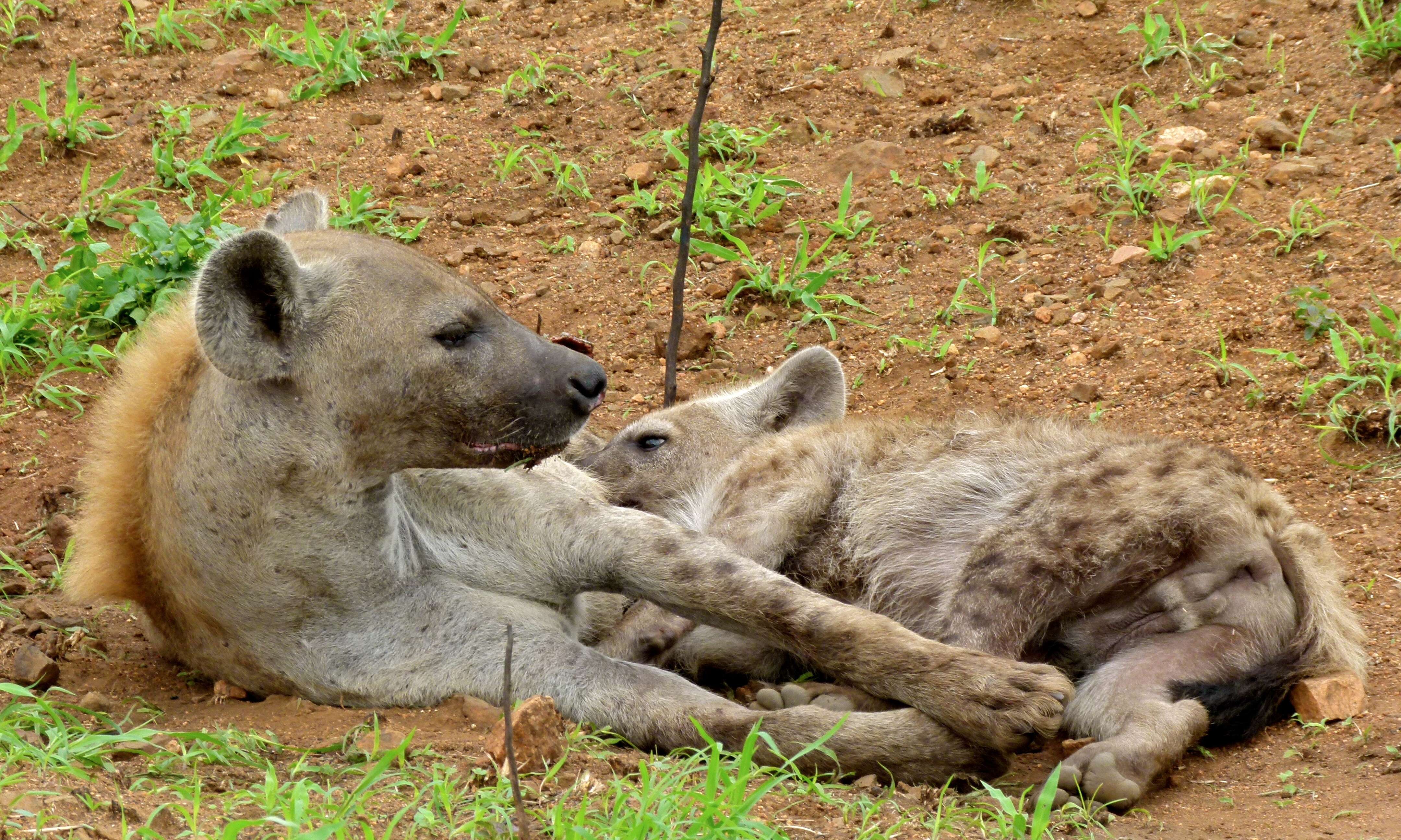 Image of Spotted Hyaenas