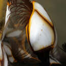 Image of Goose barnacle