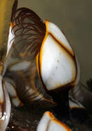 Image of goose barnacles