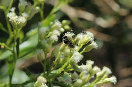 Image of willow baccharis