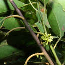 صورة Ilex glomerata King