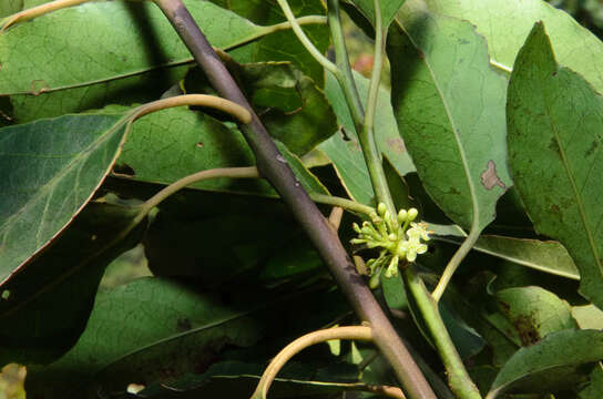 Image of Ilex glomerata King