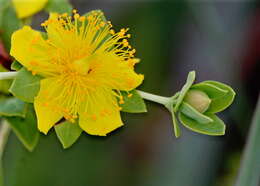 Image of Myrtle-Leaf St. John's-Wort