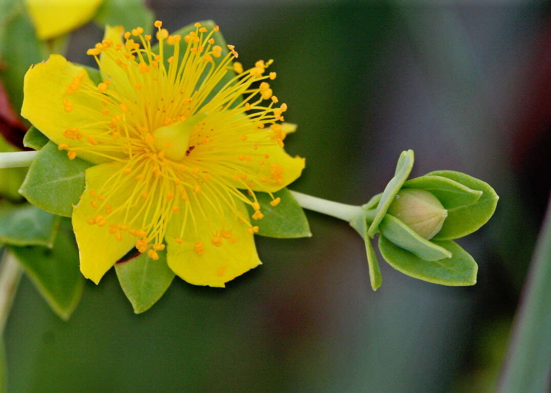 Sivun Hypericum myrtifolium Lam. kuva