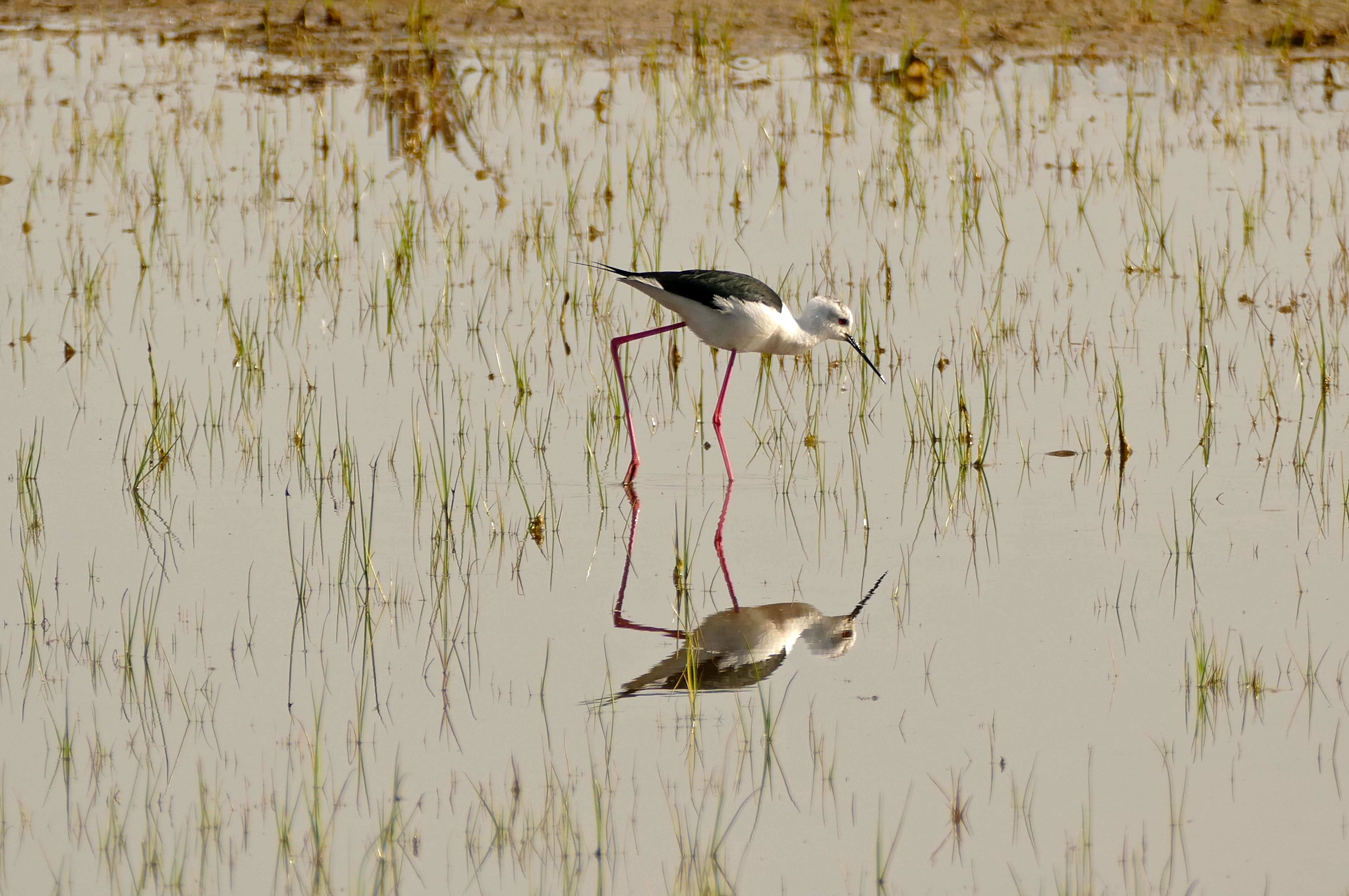 Image de echasse blanche