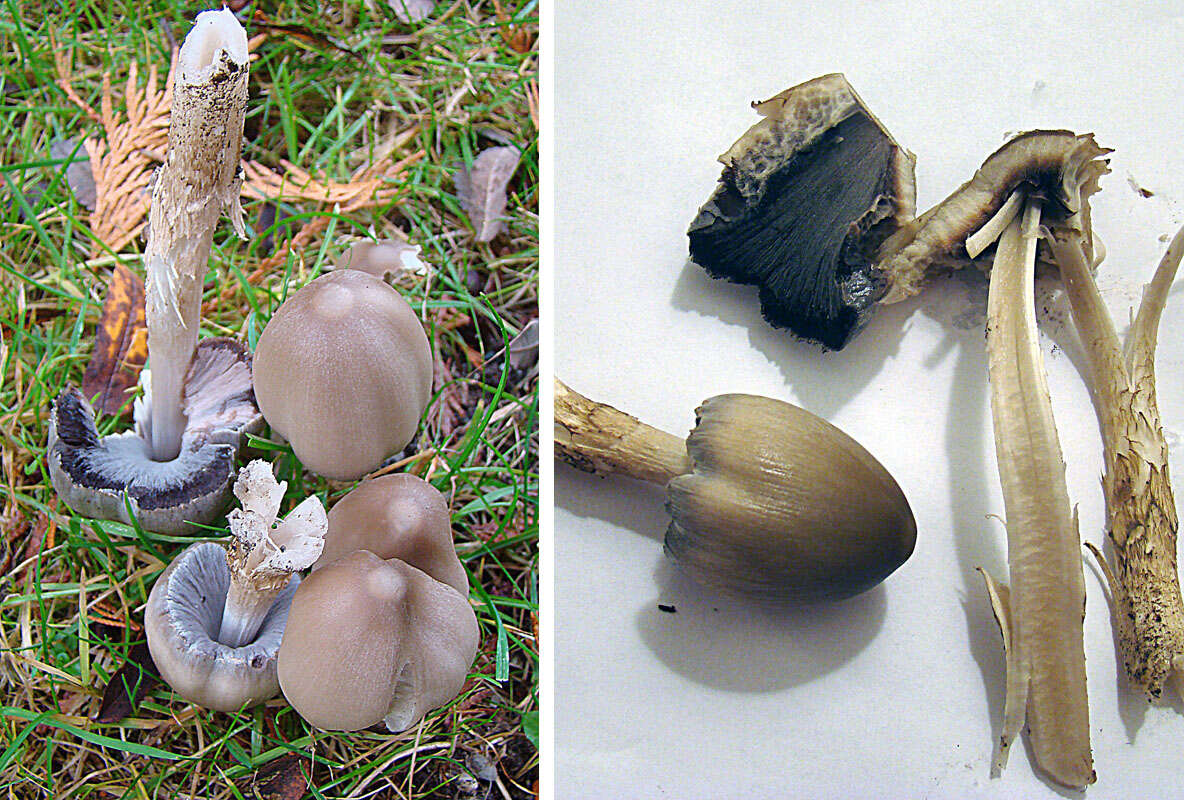 Image of Coprinopsis