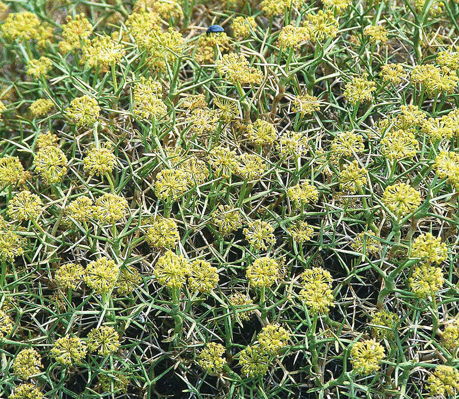 Azorella resmi