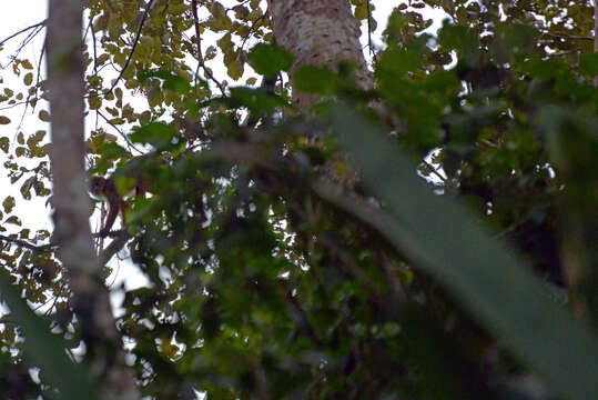 Image of Common Squirrel Monkey