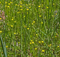 Image of aquatic buttercup