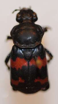 Image of Nicrophorus (Nicrophorus) guttula (Motschulsky 1845)