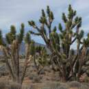 Image of Yucca jaegeriana