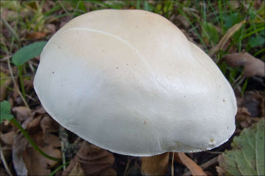 Image of Tricholoma lascivum (Fr.) Gillet 1874