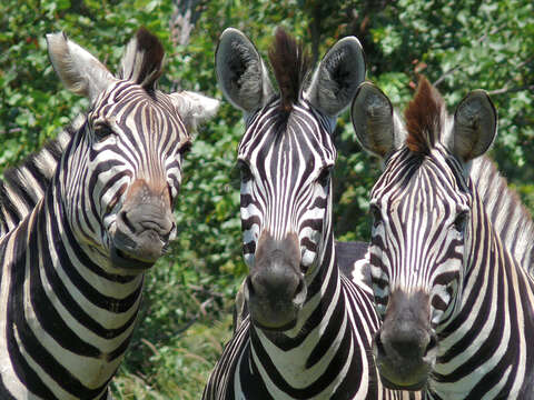 Image of Burchell's Zebra