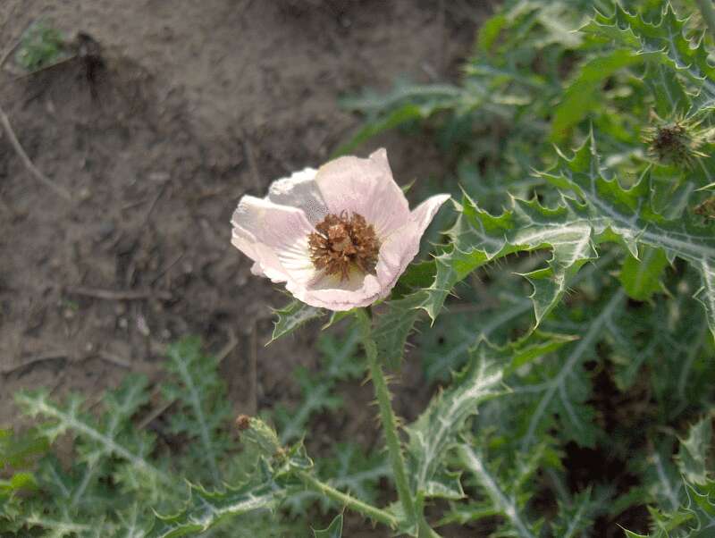 Image of pricklypoppy