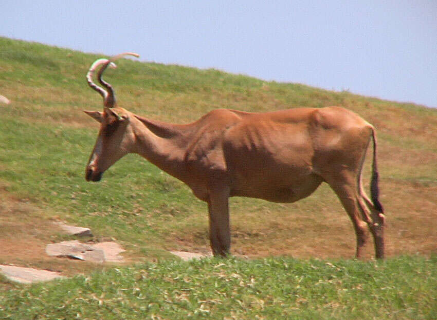 Image of Hartebeest