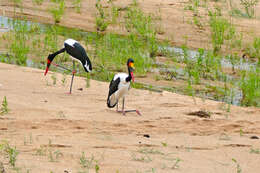 Image of Saddle-billed Stork