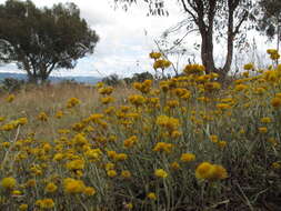 Image of Chrysocephalum apiculatum (Labill.) Steetz