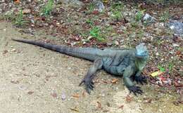 Image of Ground Iguanas