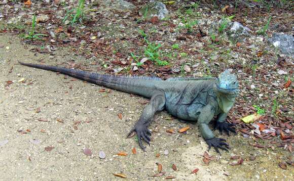 Plancia ëd Cyclura lewisi Grant 1940