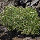 Image of alpine tetramolopium