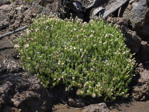 Image of alpine tetramolopium