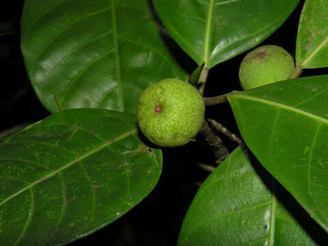 Ficus maxima Mill.的圖片