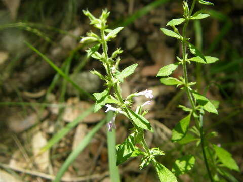 Hedeoma dentata Torr. resmi